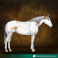 Horse Color:Bay Splash Tobiano  and Buckskin Splash Tobiano 
