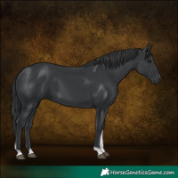 Horse Color:Black Tobiano