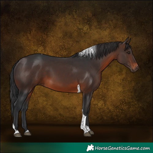 Horse Color:Brown Tobiano Rabicano 