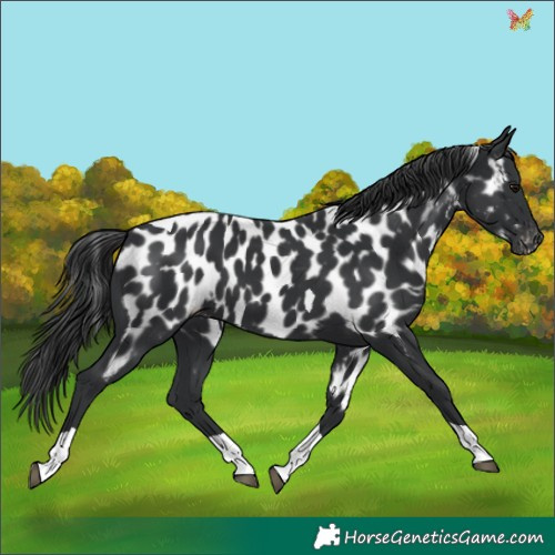 Horse Color:Black Tobiano Appaloosa