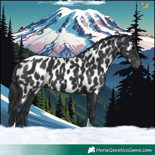 Horse Color:Black Tobiano Near Leopard
