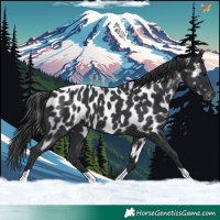 Horse Color:Black Tobiano Appaloosa 