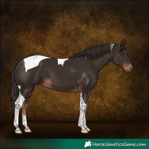 Horse Color:Liver Chestnut Tobiano 