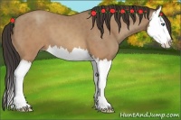 Horse Color:Sable Champagne Splash 