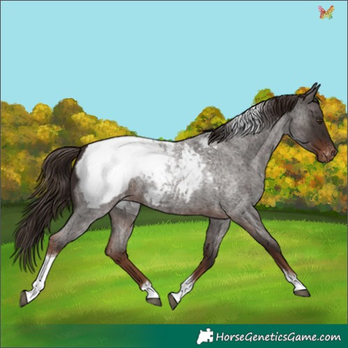 Horse Color:Liver Red Roan Tobiano Appaloosa 