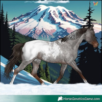 Horse Color:Liver Red Roan Tobiano Appaloosa 