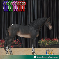 Horse Color:Brown Tobiano