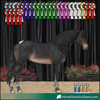 Horse Color:Brown Tobiano 