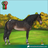 Horse Color:Brown Tobiano