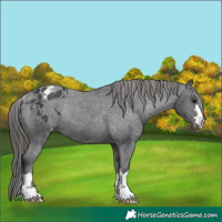 Horse Color:Black Appaloosa Rabicano 
