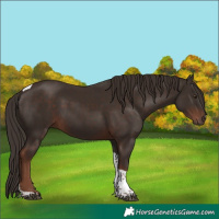 Horse Color:Liver Chestnut Tobiano