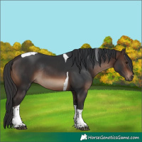 Horse Color:Brown Tobiano Rabicano
