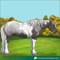 Horse Color:Silver Black Tobiano