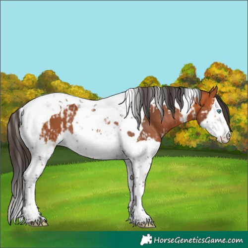 Horse Color:Bay Splash Tobiano  and Bay Splash Tobiano 