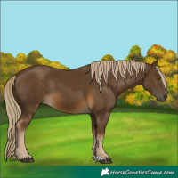Horse Color:Chocolate Palomino 