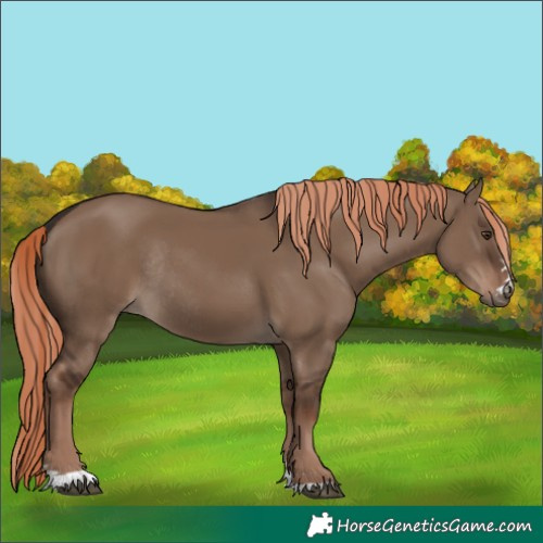 Horse Color:Liver Red Dun Rabicano