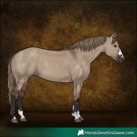 Horse Color:Liver Red Dun Rabicano