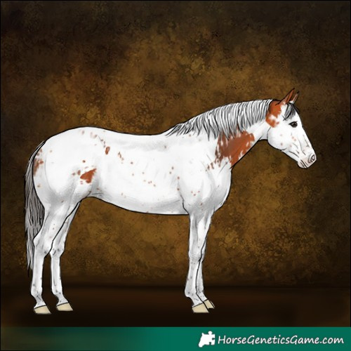 Horse Color:Bay Splash Tobiano and Bay Splash Tobiano
