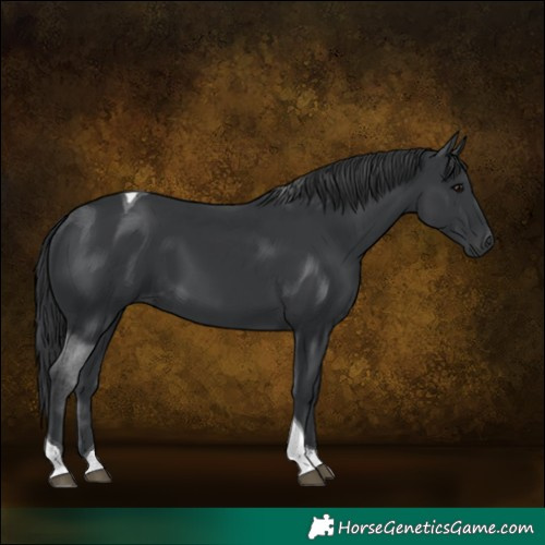 Horse Color:Black Tobiano 