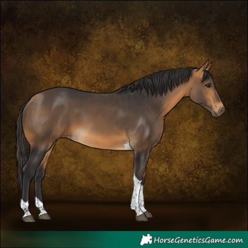 Horse Color:Buckskin Tobiano Rabicano 