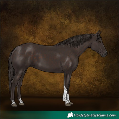 Horse Color:Liver Chestnut Tobiano 