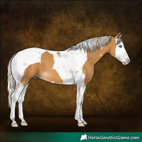 Horse Color:Palomino Splash Tobiano 