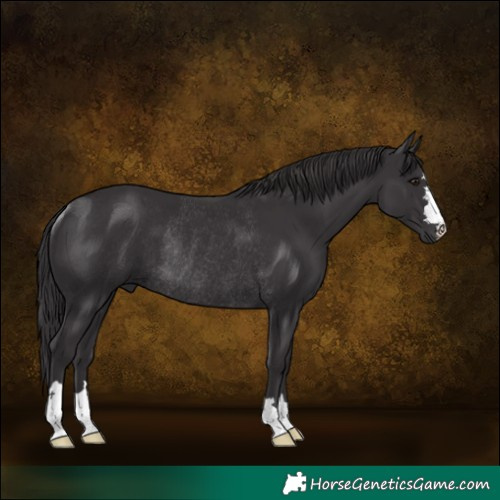 Horse Color:Smoky Black Rabicano