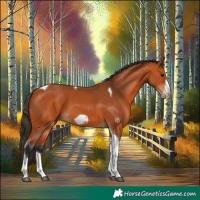 Horse Color:Bay Tobiano Frame
