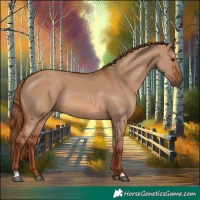 Horse Color:Red Dun Rabicano