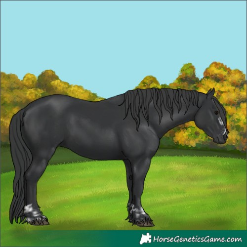 Horse Color:Black  and Black 