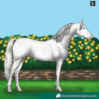 Horse Color:Cremello Appaloosa