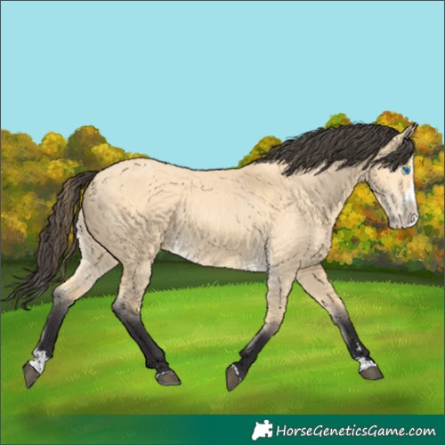 Horse Color:Buckskin Dun Splash