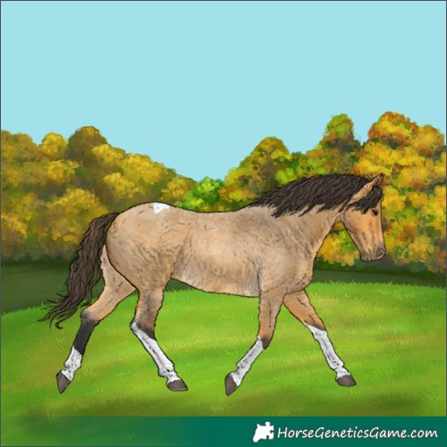 Horse Color:Buckskin Roan Tobiano