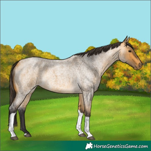Horse Color:Buckskin Roan Tobiano