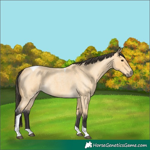 Horse Color:Buckskin Roan Tobiano 