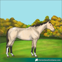 Horse Color:Buckskin Roan Tobiano 