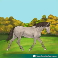 Horse Color:Classic Champagne Dun