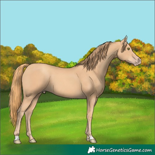 Horse Color:Gold Champagne 