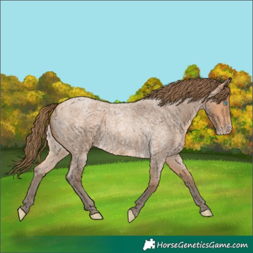 Horse Color:Gray Perlino Roan 