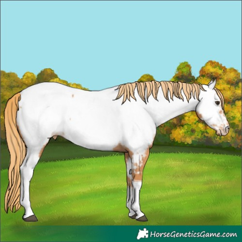 Horse Color:Chestnut Tobiano Near Fewspot