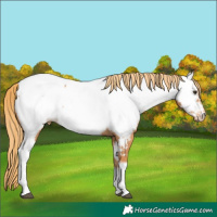 Horse Color:Chestnut Tobiano Near Fewspot