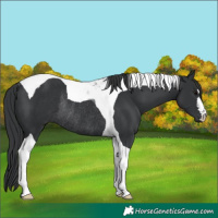 Horse Color:Black Tobiano Rabicano 
