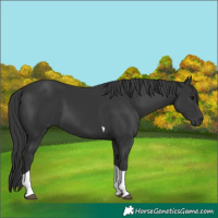 Horse Color:Black Tobiano 