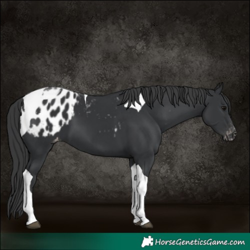 Horse Color:Black Tobiano Blanket 