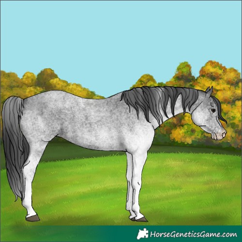 Horse Color:White Spotted Blue Roan 