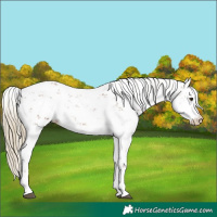 Horse Color:Chestnut Sabino 