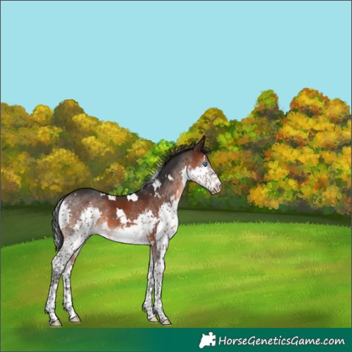 Horse Color:White Spotted Brown Splash 