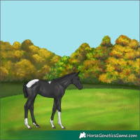 Horse Color:Black Tobiano 
