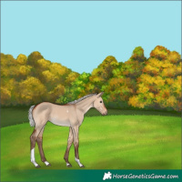 Horse Color:Silver Bay Dun Tobiano