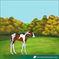 Horse Color:Bay Splash Tobiano 